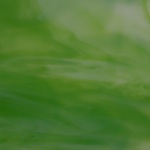 W 57 D - 8x10in - Wissmach lime green/white, dense